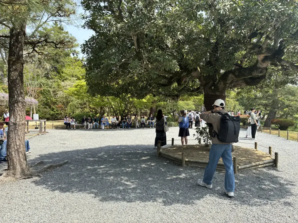敷地内の木。広い木陰がある