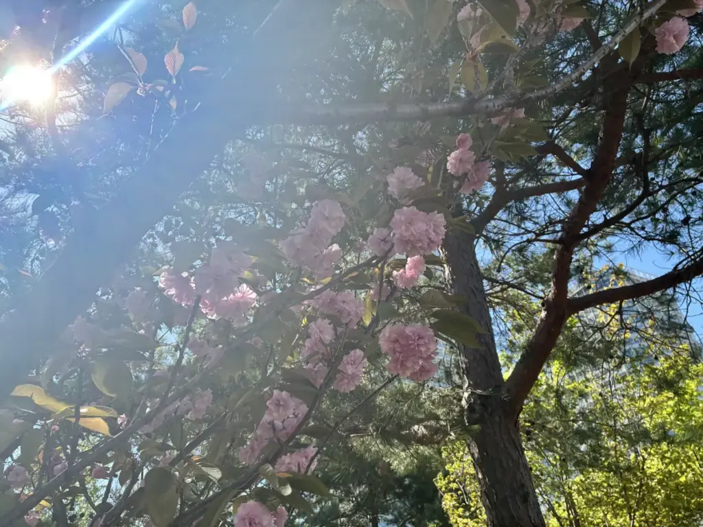帰真園の八重桜