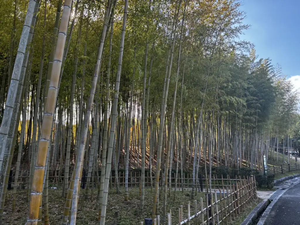 万博公園内の竹藪